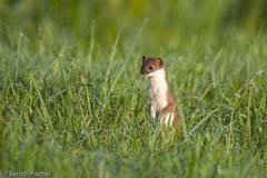 Hermelin  - Zum Vergroessern klicken!